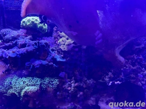 Verschiedene Korallen Ableger wegen Umzug 