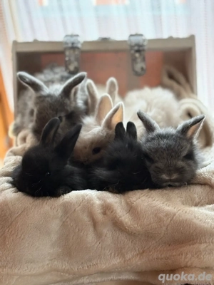 Zwergkaninchen Löwenkopf