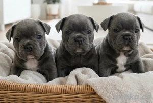 Französische Bulldogge Welpen Blue Silver Farben mit Ahnentafeln