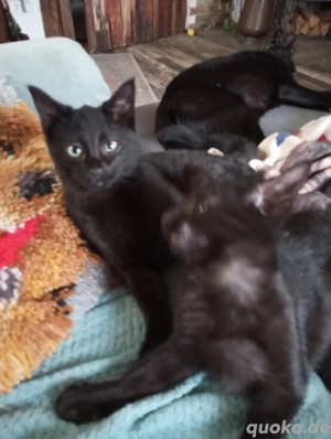 Sep. Katzen von 2025 abzugeben 