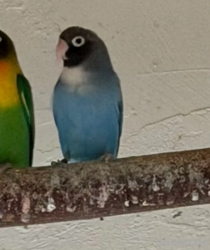 1.0 Agapornid   Unzertrennlicher in blau