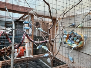 Wellensittiche Bild 6