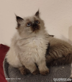 Bezaubernde Perser-Kater abzugeben   