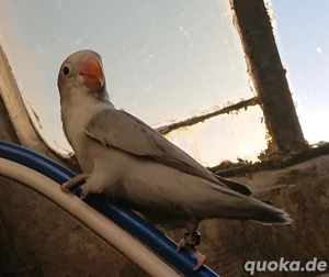 Pfirsichköpfchen Henne, handzahm mit DNA Zertifikat 