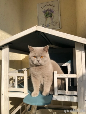 BKH Deckkater Lilac mit Champion-Stammbaum (kein Verkauf)