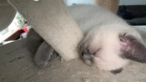 Blue Point britisch kurz haar