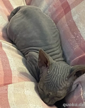 Sphynx Kitten ( männlich)