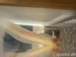 Axolotl Jungtiere Goldalbino Mix