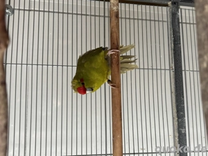 Ziegensittich Weibchen abzugeben