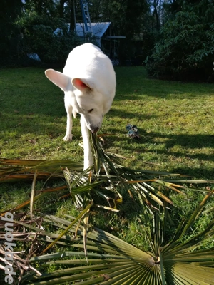Weißer Schäferhund sucht neues zu Hause Bild 2