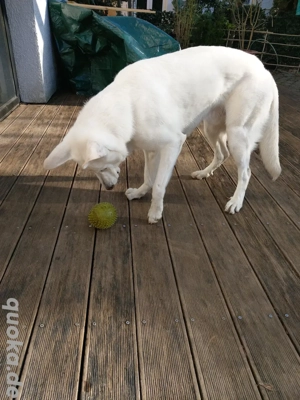 Weißer Schäferhund sucht neues zu Hause