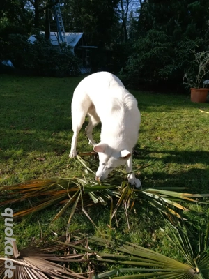 Weißer Schäferhund sucht neues zu Hause Bild 4