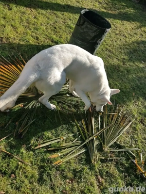 Weißer Schäferhund sucht neues zu Hause Bild 3