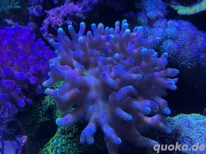 Meerwasser Korallenableger 