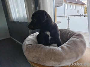 Noch 2 Jack Russell Terrier Mix Welpen 