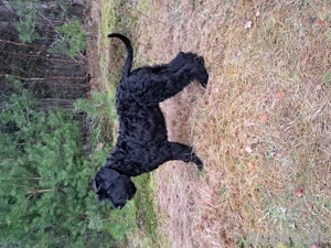 Riesenschnauzer -Hundinnen 