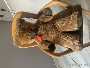 Teddybär such neuen Spiel und Kuschelpartner