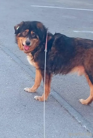 Leo (geb. ca. 2019) lebt im Tierheim in Bosnien und sucht ein Zuhause