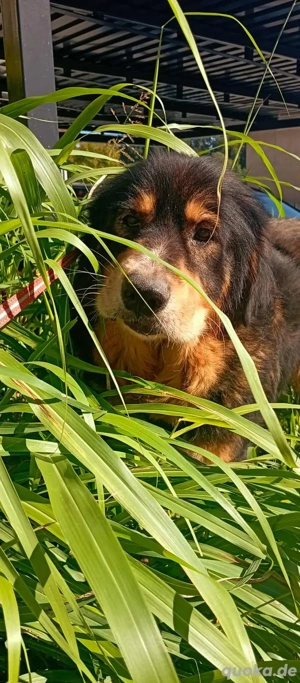 Leo (geb. ca. 2019) lebt im Tierheim in Bosnien und sucht ein Zuhause