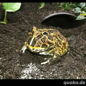 Pflegestelle für Schmuckhornfrosch   Schmuckhornfrösche (auch vorübergehend)