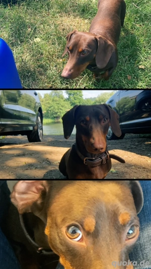 Deckrühde Dackel Bild 4