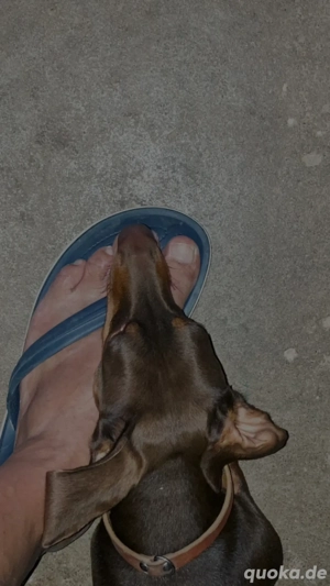 Deckrühde Dackel Bild 6