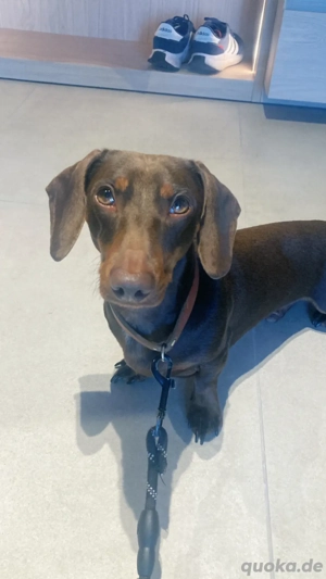 Deckrühde Dackel Bild 5