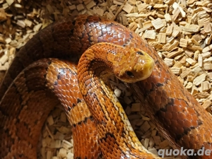 0,1 Kornnatter ca 2,5 Jahre alt bei Wunsch auch mit Terrarium 