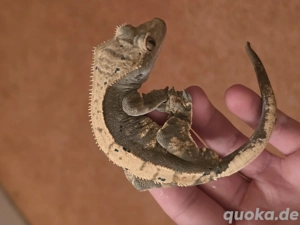 Kronengecko 1.0 Harlekin 