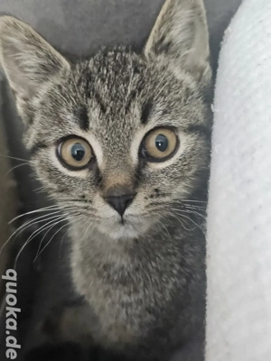 Kleine Lady sucht liebevolles Familie