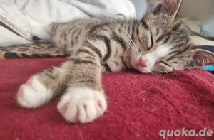 Katzen Baby 12 Wochen