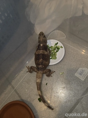 sauromalus ater Chuckwalla 