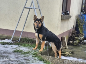 Dora - Schäferhund-Mix-Hündin