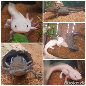 2 Axolotl Jungtiere abzugeben (1 Weißling und 1 Wildling) - 17 Monate alt - ca. 20 cm