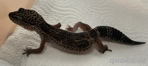 Leopardgecko Black Night net Blizzard