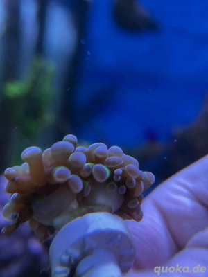 Meerwasser Korallen Euphyllia, Zoas, Flötenkoralle