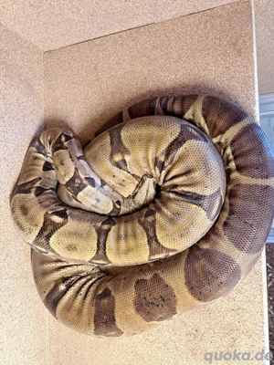 Salmon Boa Constrictor Imperator NZ  18, Männchen