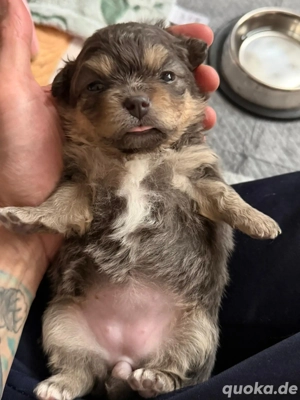 wunderschöner Pomeranian Spitz