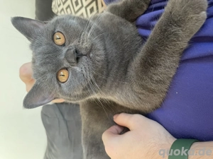 Liebevolle BKH Dame - Mila sucht neues Zuhause