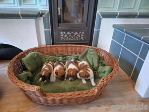 Schöne Jack Russell Terrier Welpen