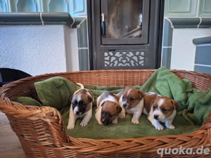 Schöne Jack Russell Terrier Welpen