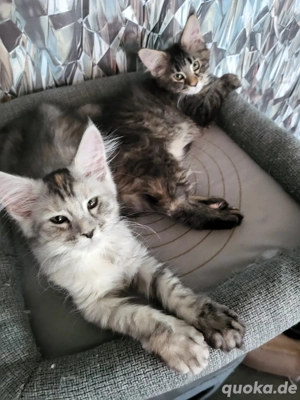 Xxl Coonikitten mit Champions in der Abstammung 
