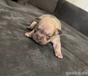 Französische Bulldoggen Welpen