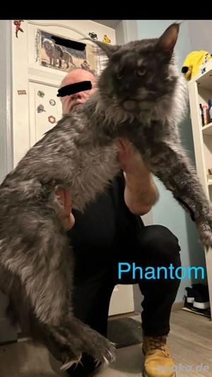 Xxl  Coonikitten mit Champions in der Abstammung  Bild 10