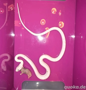 Kornnattern 1.0 Palmetto & 1.0 100% Palmetto ENZ2025