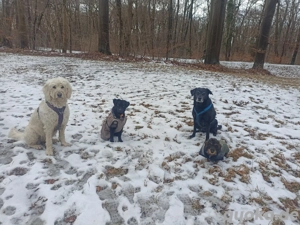 Gassiservice Pfotenrudel mit Herz und Verstand 