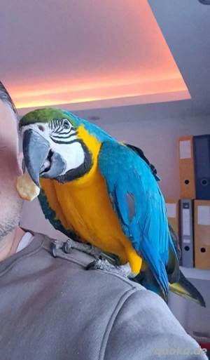 Ara ararauna Papagei 6 Monate alt