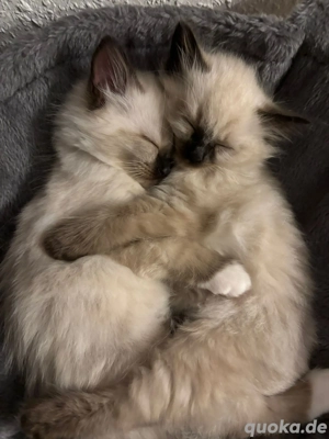 Heilige Birma Kitten