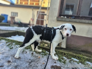 MARVEL - der Sanftmütige