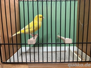 Gelbe Kanarienvögel